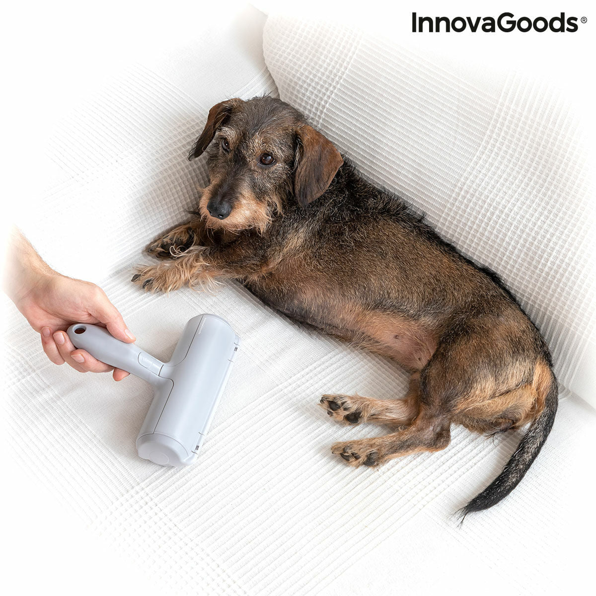 La solución para quitar los pelos de perro de la ropa – InnovaGoods Store